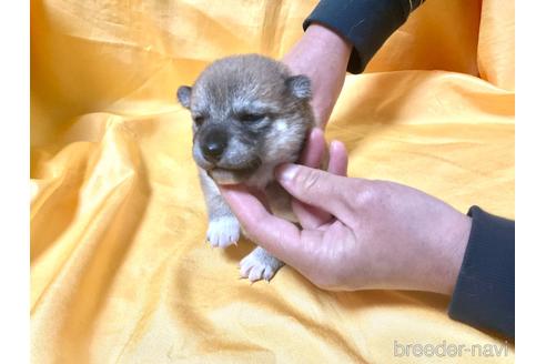 成約済の奈良県の豆柴-170444の3枚目