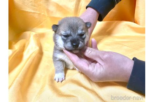 成約済の奈良県の豆柴-170444の4枚目