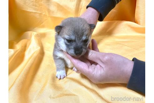 成約済の奈良県の豆柴-170444の5枚目
