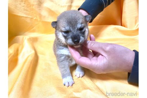 成約済の奈良県の豆柴-170444の2枚目