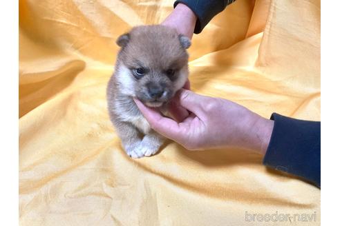 成約済の奈良県の豆柴-169435の2枚目