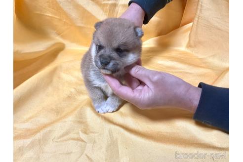 成約済の奈良県の豆柴-169435の3枚目