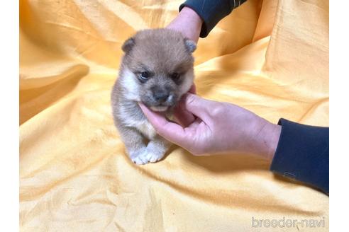 成約済の奈良県の豆柴-169435の4枚目