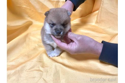 成約済の奈良県の豆柴-169435の1枚目
