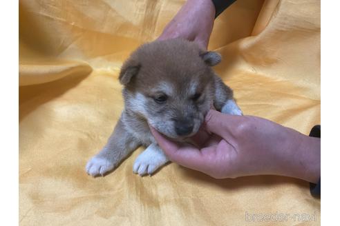 成約済の奈良県の豆柴-169435の5枚目