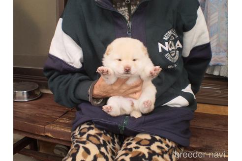 成約済の三重県の柴犬-170293の4枚目