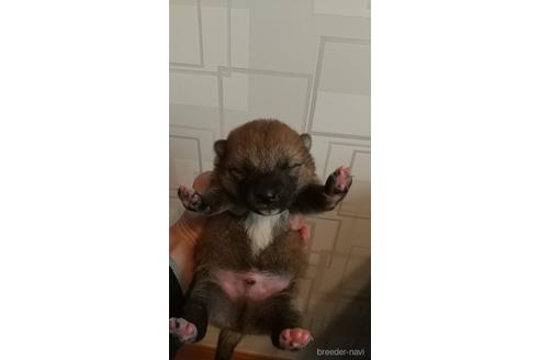 成約済の広島県の柴犬-170500の2枚目