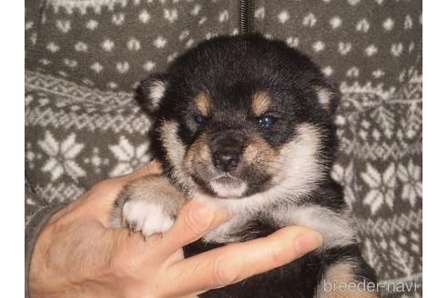 成約済の三重県の柴犬-170504の1枚目