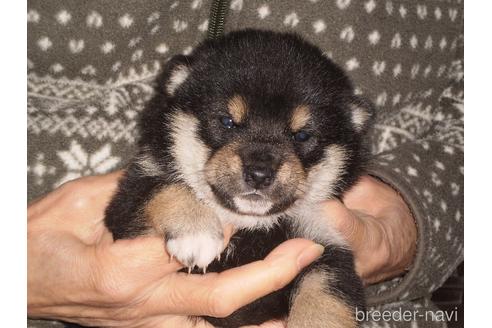 成約済の三重県の柴犬-170504の5枚目