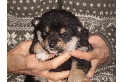 成約済の三重県の柴犬-170504の4枚目