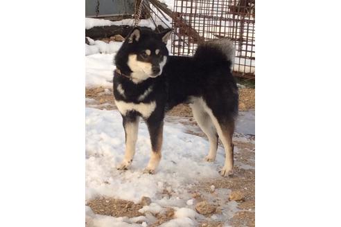 成約済の三重県の柴犬-170504の3枚目