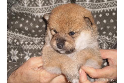 成約済の三重県の柴犬-170506の4枚目