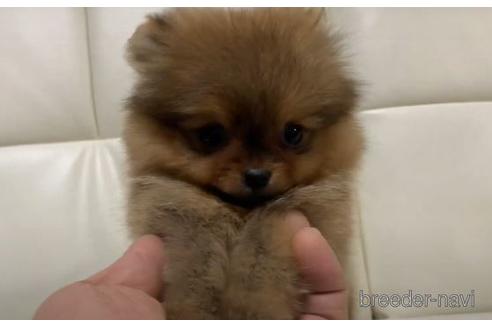 成約済の大阪府のポメラニアン-170505の1枚目