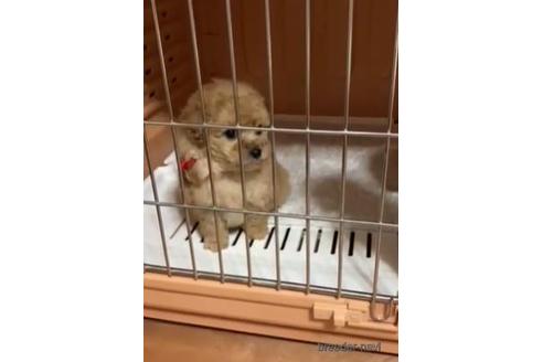 成約済の鹿児島県のタイニープードル-170507の2枚目