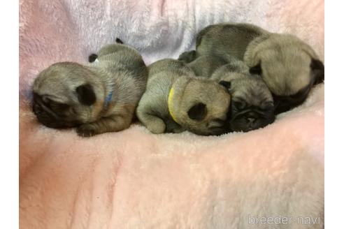 成約済の山口県のパグ-170526の12枚目