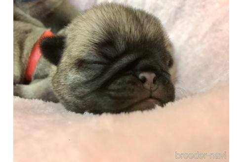 成約済の山口県のパグ-170526の13枚目