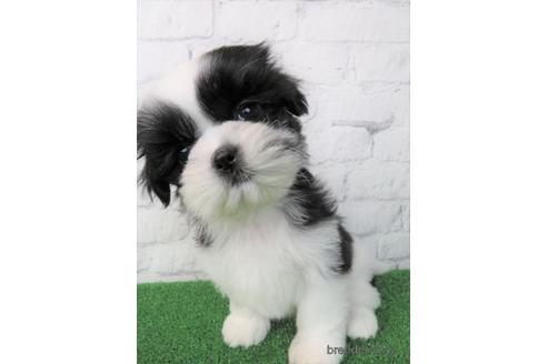 成約済の大阪府のシーズー-170531の2枚目