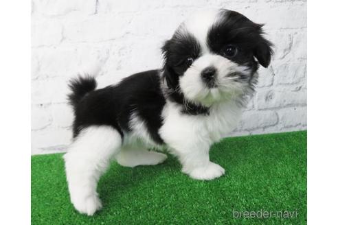 成約済の大阪府のシーズー-170531の4枚目