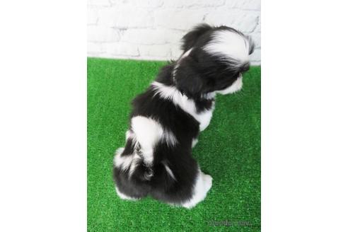 成約済の大阪府のシーズー-170531の3枚目