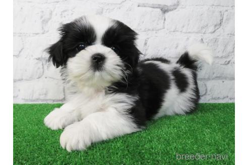 成約済の大阪府のシーズー-170531の6枚目