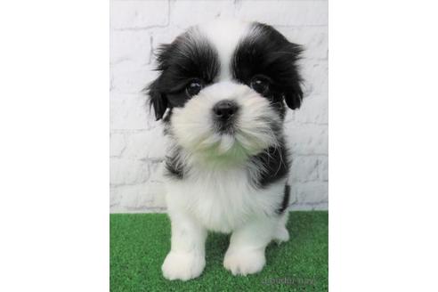 成約済の大阪府のシーズー-170531の1枚目