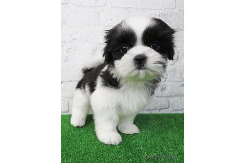 成約済の大阪府のシーズー-170531の5枚目