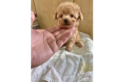 成約済の埼玉県のトイプードル-166151の1枚目