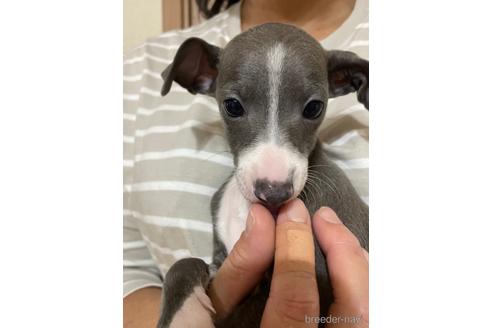 成約済の神奈川県のイタリアングレーハウンド(イタグレ)-170578の3枚目