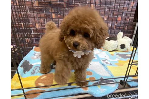 成約済の大阪府のタイニープードル-169631の4枚目