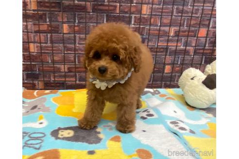 成約済の大阪府のタイニープードル-169631の2枚目