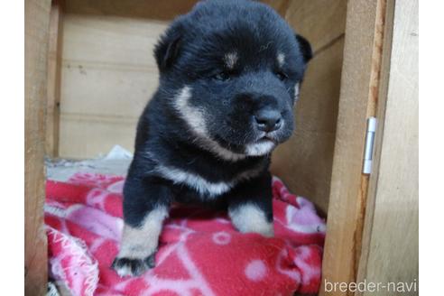 成約済の岡山県の柴犬-164537の1枚目