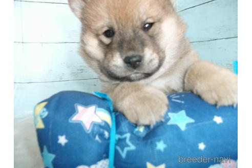 成約済の埼玉県の柴犬-170597