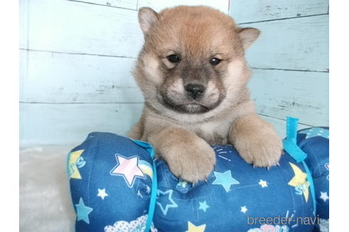 成約済の埼玉県の柴犬-170597の6枚目