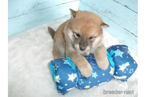 成約済の埼玉県の柴犬-170597の5枚目