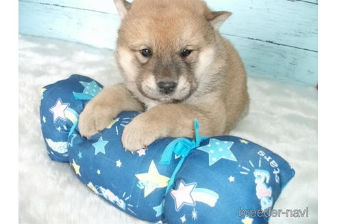 成約済の埼玉県の柴犬-170597の4枚目
