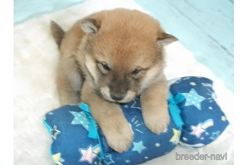 成約済の埼玉県の柴犬-170597の3枚目