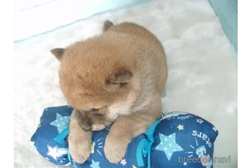 成約済の埼玉県の柴犬-170597の2枚目