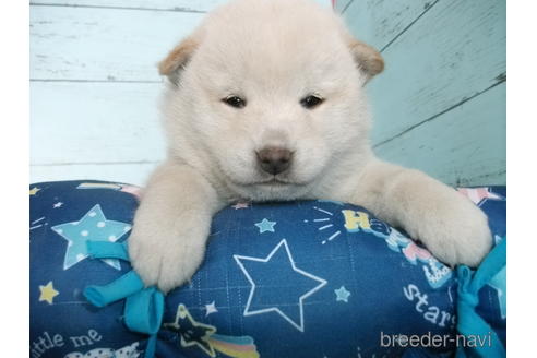 子犬