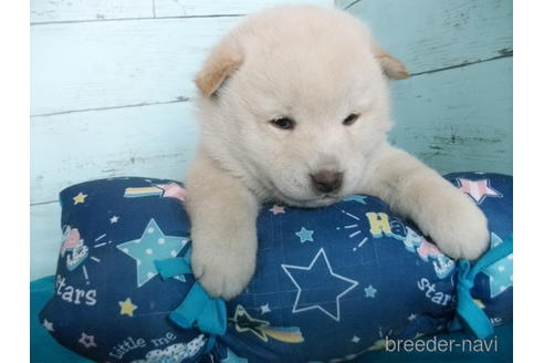 成約済の埼玉県の柴犬-170598の6枚目