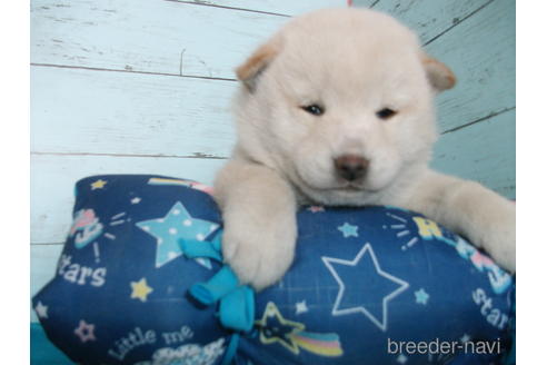 成約済の埼玉県の柴犬-170598の5枚目