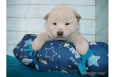 成約済の埼玉県の柴犬-170598の4枚目