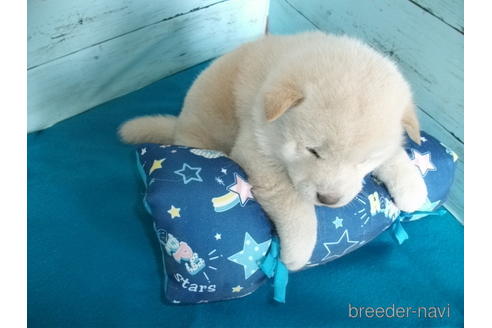 成約済の埼玉県の柴犬-170598の3枚目