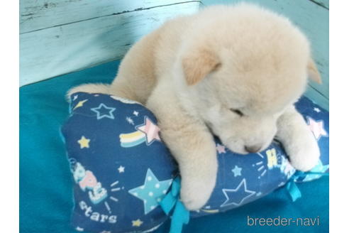 成約済の埼玉県の柴犬-170598の2枚目