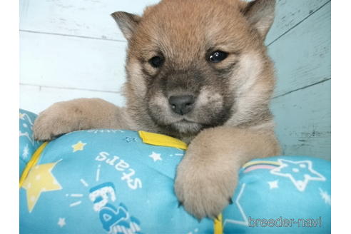 成約済の埼玉県の柴犬-170601の1枚目