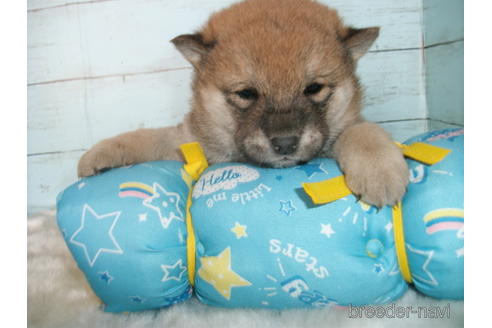 成約済の埼玉県の柴犬-170601の7枚目