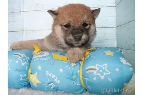 成約済の埼玉県の柴犬-170601の6枚目