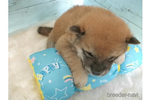 成約済の埼玉県の柴犬-170601の3枚目