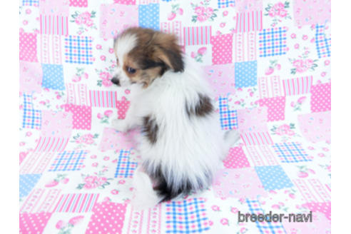 成約済の千葉県のパピヨン-164605の8枚目