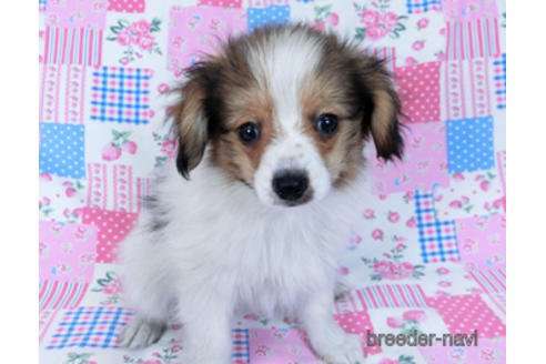 成約済の千葉県のパピヨン-164605の7枚目