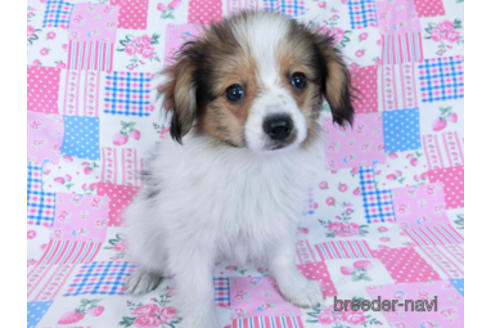 成約済の千葉県のパピヨン-164605の6枚目